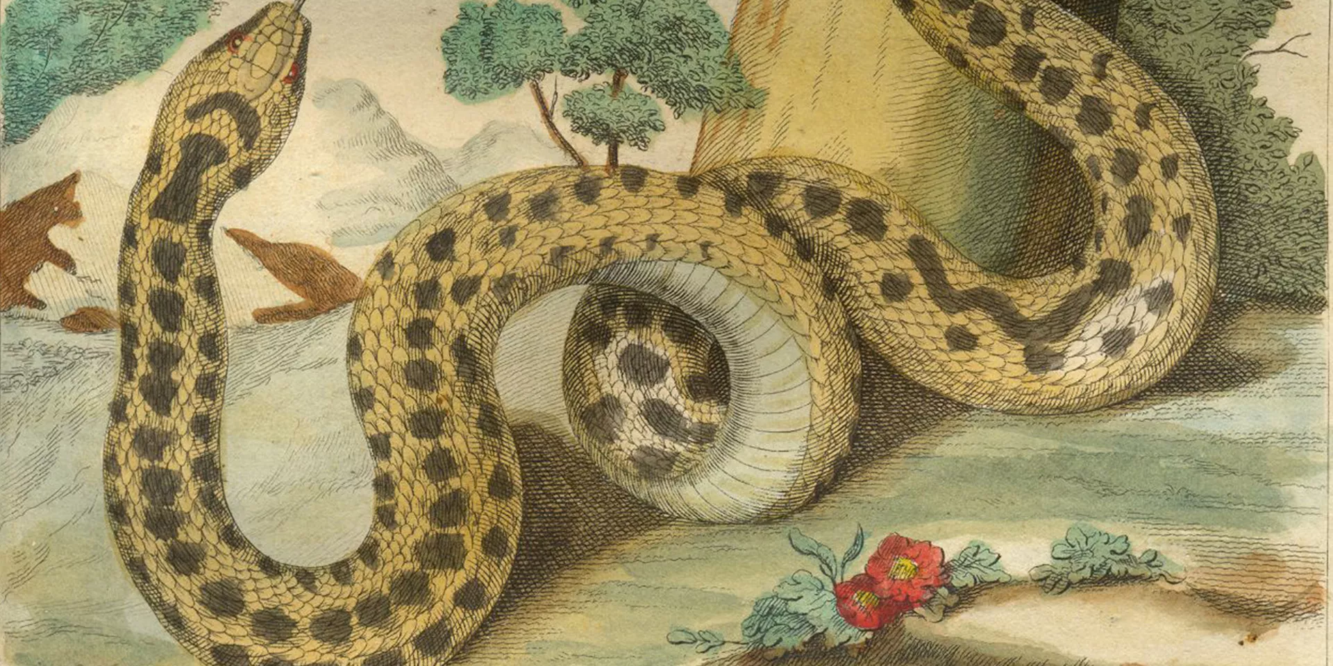 afbeelding van de adder uit het slangenboek van Johannes van Lier